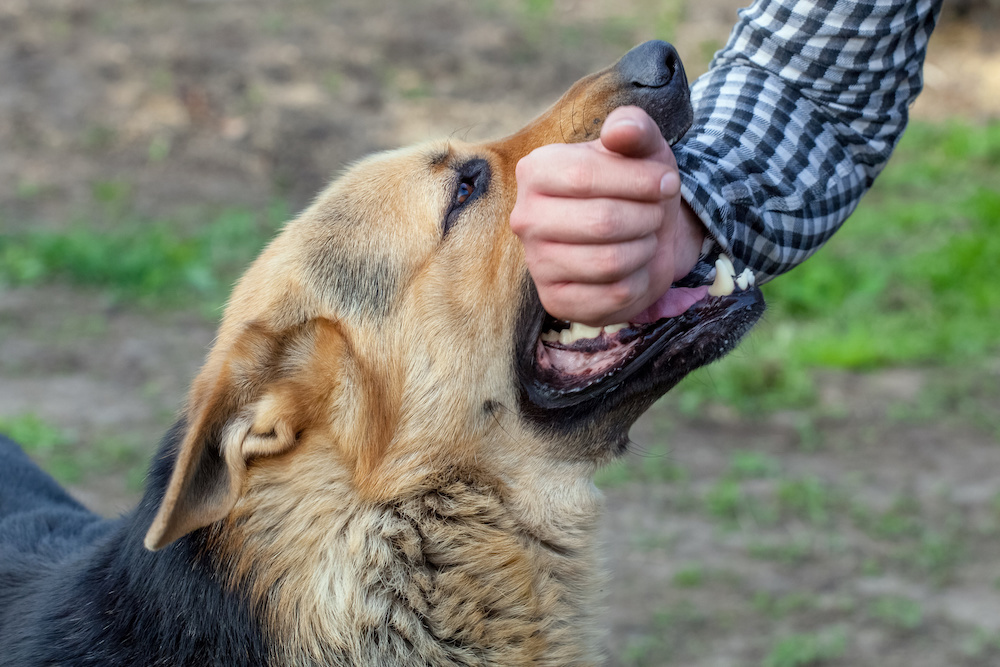 Florida State Laws Dog Bites